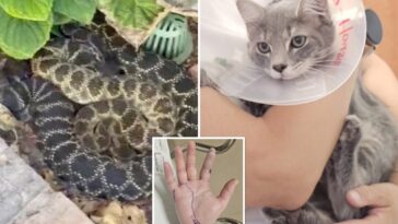 socal-woman-attacked-by-rattlesnake-along-with-her-beloved-cat-—-giving-her-horrific-reaction