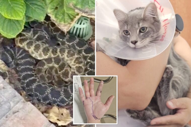 socal-woman-attacked-by-rattlesnake-along-with-her-beloved-cat-—-giving-her-horrific-reaction