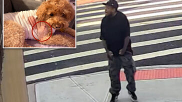 ruthless-gunman-who-injured-adorable-service-dog-arrested-for-wild-shooting-on-nyc-street:-cops
