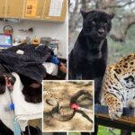 beloved-black-jaguar-dies-after-rattlesnake-bite-at-california-sanctuary