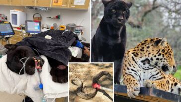 beloved-black-jaguar-dies-after-rattlesnake-bite-at-california-sanctuary