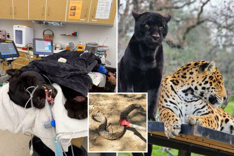 beloved-black-jaguar-dies-after-rattlesnake-bite-at-california-sanctuary