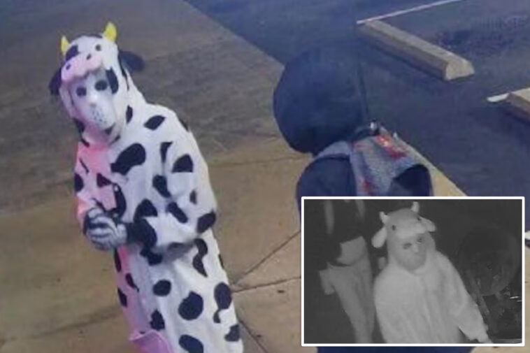 burglar-dressed-in-cow-onesie-steals-vapes-from-tennessee-smoke-shop