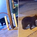 sneaky-black-bear-caught-on-camera-stealing-bag-from-colorado-fire-station