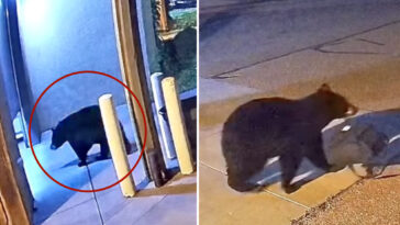sneaky-black-bear-caught-on-camera-stealing-bag-from-colorado-fire-station