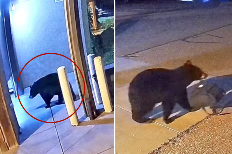 sneaky-black-bear-caught-on-camera-stealing-bag-from-colorado-fire-station