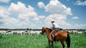 affordable-beef-starts-with-american-ranchers