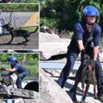 nypd-canines-with-touching-9/11-tie-train-for-new-elite-mission