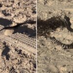 deadly-rattlesnake-found-in-startling-new-location-—-as-witness-releases-video