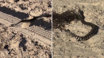 deadly-rattlesnake-found-in-startling-new-location-—-as-witness-releases-video
