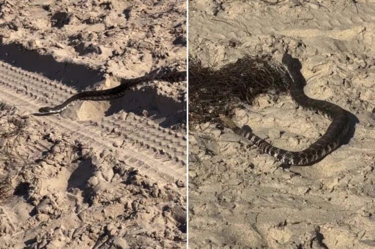deadly-rattlesnake-found-in-startling-new-location-—-as-witness-releases-video