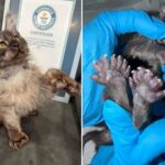 wisconsin-kitten-breaks-bizarre-guinness-world-record-for-being-born-with-29-toes