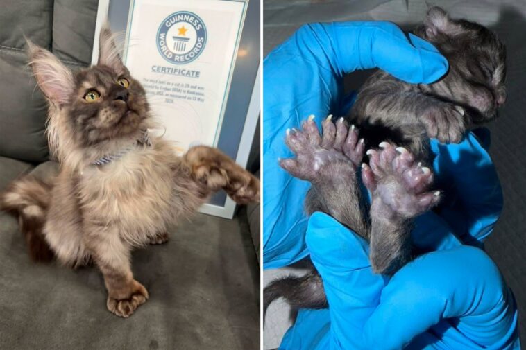 wisconsin-kitten-breaks-bizarre-guinness-world-record-for-being-born-with-29-toes