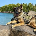 the-ultimate-dog-friendly-road-trip-on-minnesota’s-north-shore-from-duluth-to-grand-marais