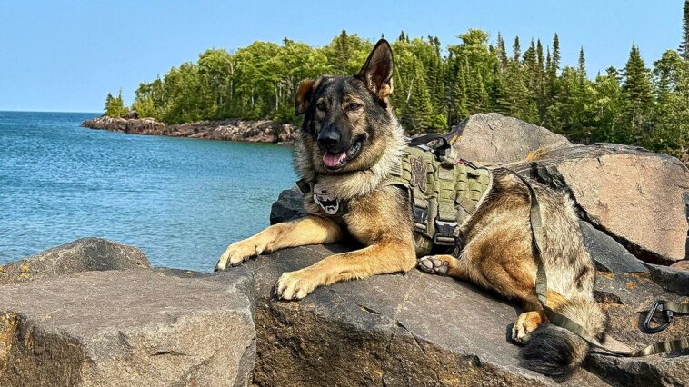 the-ultimate-dog-friendly-road-trip-on-minnesota’s-north-shore-from-duluth-to-grand-marais