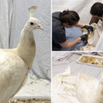 shelter-gives-update-on-health-of-beloved-peacock-‘sugar’-after-brutal-mailman-attack