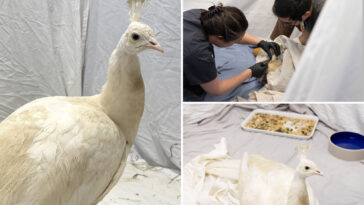shelter-gives-update-on-health-of-beloved-peacock-‘sugar’-after-brutal-mailman-attack