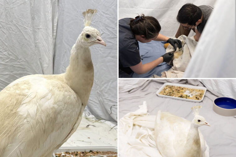 shelter-gives-update-on-health-of-beloved-peacock-‘sugar’-after-brutal-mailman-attack