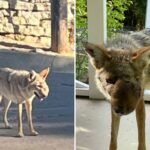 horrifically-deformed-coyote-prowling-socal-neighborhood