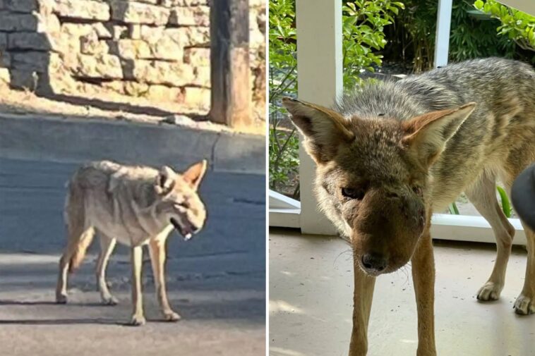 horrifically-deformed-coyote-prowling-socal-neighborhood
