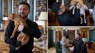 zelensky-cuddles-adorable-puppy-given-to-him-by-former-american-boxer-terence-crawford