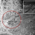 rare-american-mink-possibly-spotted-on-long-island-for-first-time-in-31-years