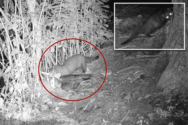rare-american-mink-possibly-spotted-on-long-island-for-first-time-in-31-years