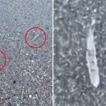 mysterious-clear-‘jumping-sticks’-spotted-in-waters-along-florida’s-space-coast-baffle-beachgoers