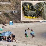 highly-venomous-predator-threatens-southern-california-beaches-as-el-nino-temps-continue