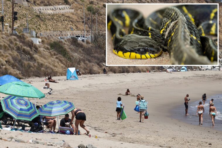 highly-venomous-predator-threatens-southern-california-beaches-as-el-nino-temps-continue