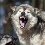 yellowstone-national-park-tourist-uses-spray-to-ward-off-a-wolf-following-him-in-crazy-video