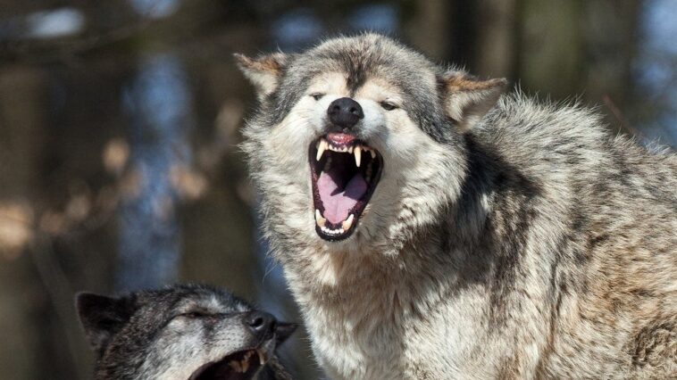 yellowstone-national-park-tourist-uses-spray-to-ward-off-a-wolf-following-him-in-crazy-video