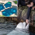 23-year-old-beluga-whale-dies-at-chicago-aquarium-days-after-rescue-effort-from-shuttered-canada-park