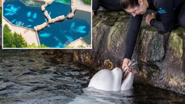 23-year-old-beluga-whale-dies-at-chicago-aquarium-days-after-rescue-effort-from-shuttered-canada-park