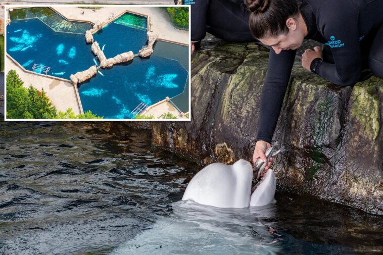 23-year-old-beluga-whale-dies-at-chicago-aquarium-days-after-rescue-effort-from-shuttered-canada-park