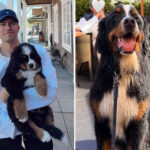 dj-demands-answers-$10k-dog-training-turns-into-deadly-la-nightmare:-‘most-friendly-dog-on-the-planet’