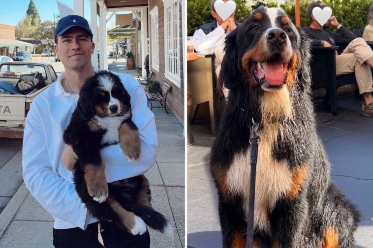 dj-demands-answers-$10k-dog-training-turns-into-deadly-la-nightmare:-‘most-friendly-dog-on-the-planet’