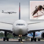 two-workers-at-germany’s-busiest-airport-die-of-malaria-after-mosquitoes-arrive-on-plane