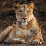 two-lions-are-on-the-loose-in-indiana-and-authorities-have-no-idea-where-they-went