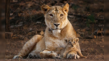 two-lions-are-on-the-loose-in-indiana-and-authorities-have-no-idea-where-they-went