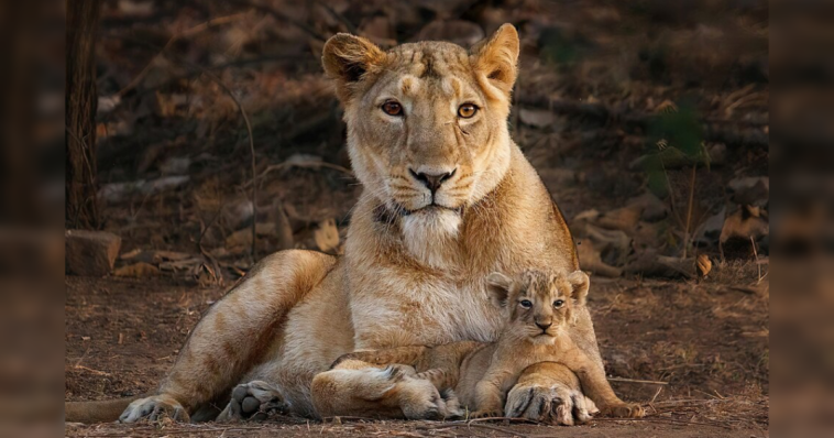 two-lions-are-on-the-loose-in-indiana-and-authorities-have-no-idea-where-they-went