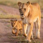 300-pound-lioness-and-cub-reportedly-on-the-loose-in-central-indiana