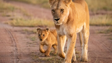 300-pound-lioness-and-cub-reportedly-on-the-loose-in-central-indiana