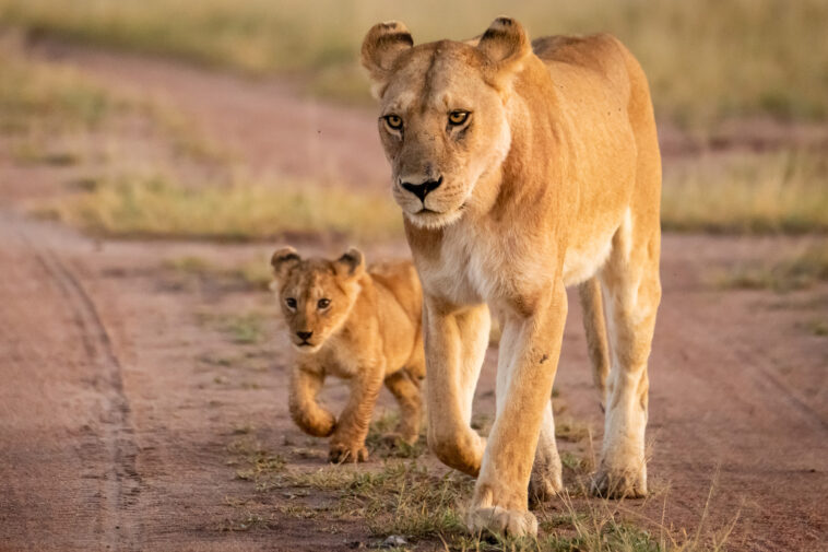 300-pound-lioness-and-cub-reportedly-on-the-loose-in-central-indiana