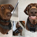 texas-airport-dog-‘bolt’-declared-tsa’s-‘cutest-canine’-—-as-viral-pooch-steals-internet’s-hearts