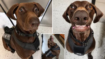 texas-airport-dog-‘bolt’-declared-tsa’s-‘cutest-canine’-—-as-viral-pooch-steals-internet’s-hearts