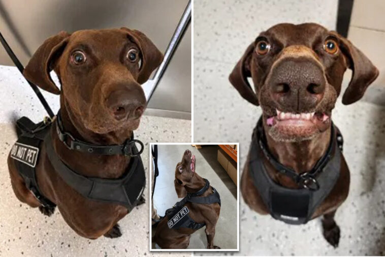 texas-airport-dog-‘bolt’-declared-tsa’s-‘cutest-canine’-—-as-viral-pooch-steals-internet’s-hearts