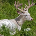 viral-nature-video-captures-stunning-albino-deer-in-wisconsin-northwoods,-and-it-lives-up-to-the-hype
