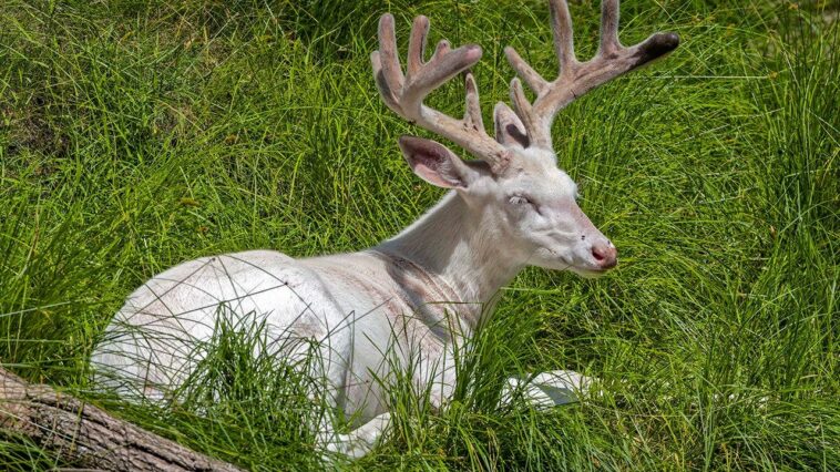 viral-nature-video-captures-stunning-albino-deer-in-wisconsin-northwoods,-and-it-lives-up-to-the-hype
