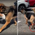 woman-rages-at-dog-owner-walking-pet-on-hot-socal-parking-lot-amid-scorching-heatwave:-‘this-is-animal-abuse!’